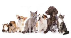 [반려동물 웰다잉 시대④]취재 후…생명의 존엄을 생각하다