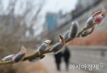 [포토]고개 내민 버들강아지