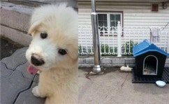 옥구지구대 마스코트 옥도리의 폭풍성장