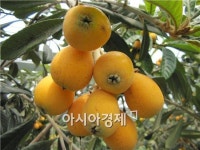 해풍 맞은 완도 비파 첫 수확