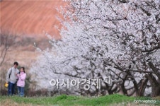 “매화꽃 향기 따라 눈부신 봄이 오네”