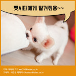 [카드뉴스]베이비시터 말고 펫시터