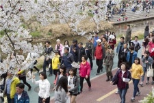 2016 불광천 벚꽃축제 팡파르~~~