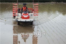 보성군 율어면, ‘풍년농사 기원’첫 모내기