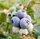 최고품질 곡성 블루베리 본격 출하