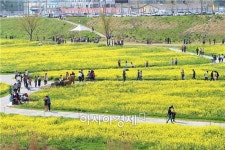 [포토]영산포 둔치공원 일대 유채꽃밭에 인파 몰려