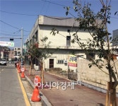함평군 읍시가지에 먼나무 가로수 식재