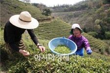 차(茶)의 고장, 보성 햇차 수확 시작