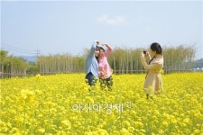 [포토]담양 금성면 유채꽃 향기 넘실