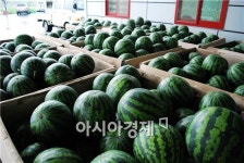 정읍 단풍미인 씨 없는 수박, 일본 수출길 올라