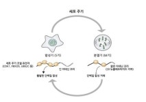 세포주기 조절…전령RNA에서 찾았다