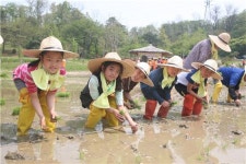 꼬마 농부 모심기 체험