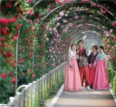 [포토]중랑천 장미터널서 장미축제 한복모델 포토타임