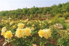[포토] 장성 평림댐 장미공원 “노란장미의 유혹”