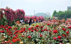 영암군, 형형색색 장미동산 개장