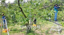 영암군 도포면, 농촌 일손 돕기에 구슬땀