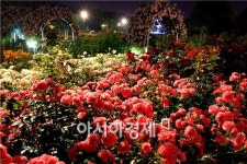 곡성 1004 장미공원의 밤은 낮보다 아름답다