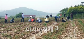 영암군 서호면, 농촌일손돕기‘구슬땀’