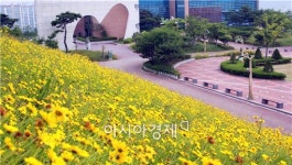 [포토]샛노란 금계국 만발,함평으로 오세요