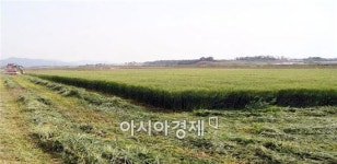 영암군, 동계 조사료 수확 한창