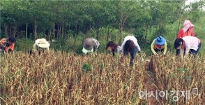영암군 군서면사무소 농촌일손돕기 전개