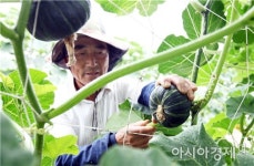 명품 특산물‘해남 미니 밤호박’본격 출하