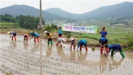 완도 청산면, 휴경논에서“사랑의 쌀”경작 위한 모내기