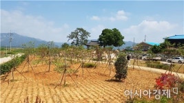 영암군 군서면 모정행복마을 숲 조성
