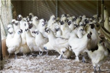 [르포]보양식 숨은 보석 백봉오골계…금산서 심봤다