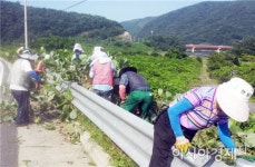 장흥군 유치면 주요도로가 풀베기 작업 구슬땀
