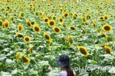 [포토]해바라기꽃에 둘러 싸여
