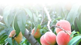 순천 명품 ‘월등복숭아 축제’ 6일 ‘팡파르’