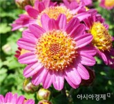 함평군 분재용 국화 6개 신품종 품종보호권 획득