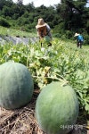 [포토]명품 무등산 수박 출하