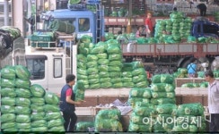 [포토]다가오는 추석, 배춧값 폭등