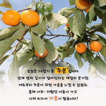 [카드뉴스]추분이면 벌레도 숨는다는데…저 모기는 뭐지?