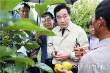 이낙연 전남도지사, 단감 수확 현장 살펴