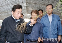이낙연 전남도지사,곡성 친환경 인삼·토란 재배 현장 살펴