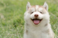 [마리 톡톡]당신의 애완견이 웃고있다는 증거 7가지