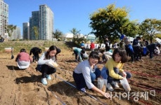 [포토]도심 속 보리밭 만들기