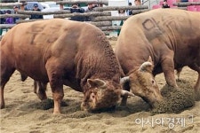 제20회 정읍 전국민속소싸움대회 성황