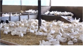 오리농장에 동물복지 인증제 시행