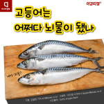 [카드뉴스]사바사바는 고등어고등어?