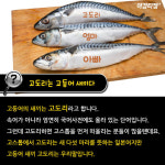 [카드뉴스]사바사바는 고등어고등어?