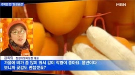 장성군 이일사농장, 곶감 방송뉴스에 소개돼 화제