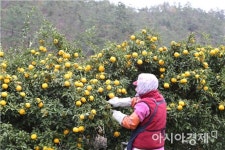 완도군, 해풍의 농업적 이용 가치 구명으로  명품 농산물 생산 앞장
