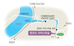 [여행만리]겨울 白美의 白眉…숲에 들면 자작자작 속사임이 들려요