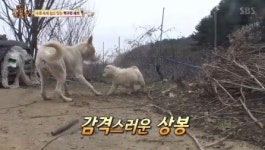 동물농장 목줄 감긴 채 새끼 지킨 어미 백구 구출기