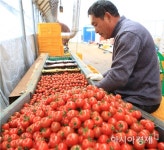 완도 방울토마토 본격 출하
