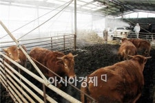 고물가·AI·구제역 트리플 악재 축산농가 폭격…수입산만 찾는다